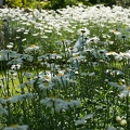201207041339-DSC02528.jpg