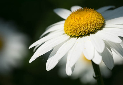201207041340-DSC02535.jpg
