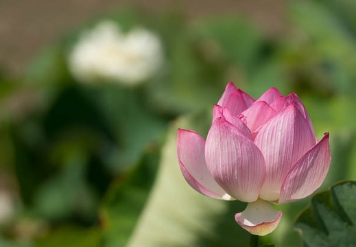 201207041413-DSC02610.jpg