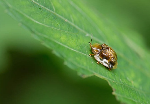 201207051419-DSC03178.jpg