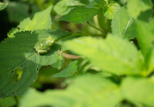 201207051421-DSC03186.jpg