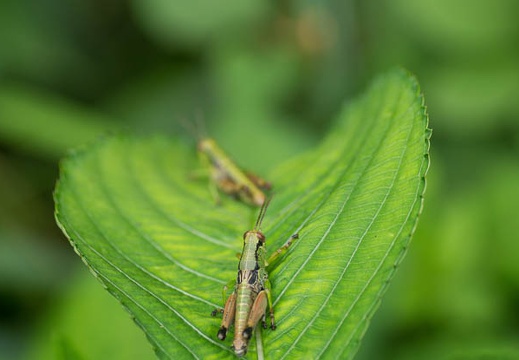 201207051452-DSC03241.jpg