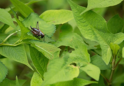 201207051515-DSC03292.jpg
