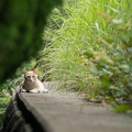 201207081319-DSC03379.jpg