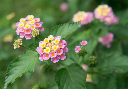 201207081416-DSC09690N.jpg