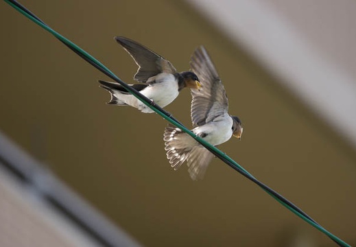 201207081508-DSC03694.jpg