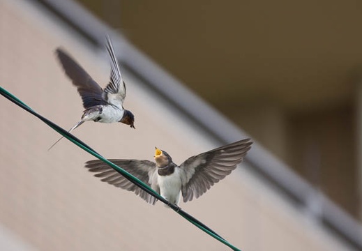 201207081520-DSC03789.jpg