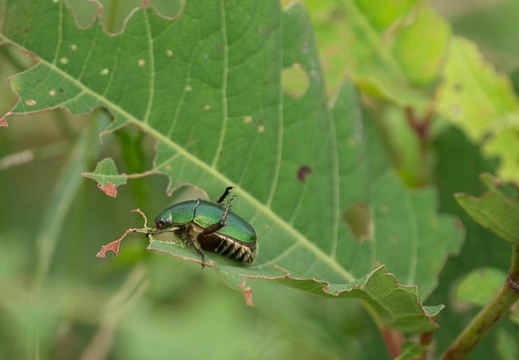 201207081536-DSC03829.jpg
