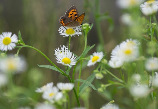 201207081556-DSC03861.jpg