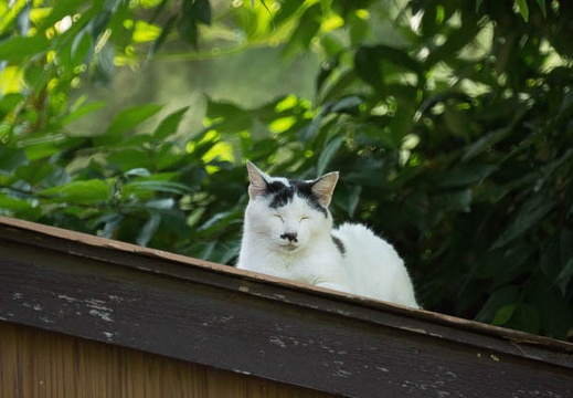 201207090725-DSC04293.jpg