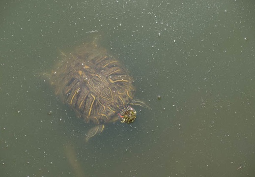 201207091030-DSC04634.jpg