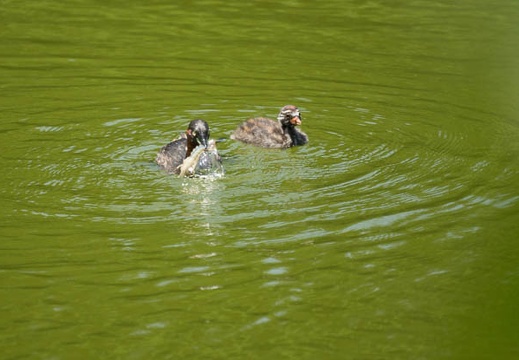 201207091149-DSC04805.jpg