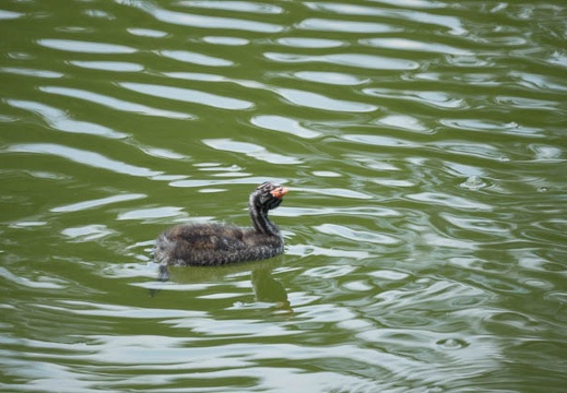 201207091152-DSC04835.jpg
