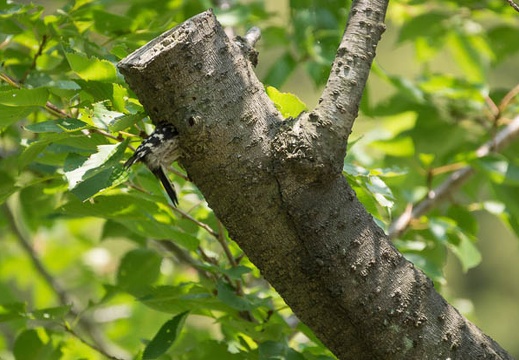 201207091205-DSC04901.jpg