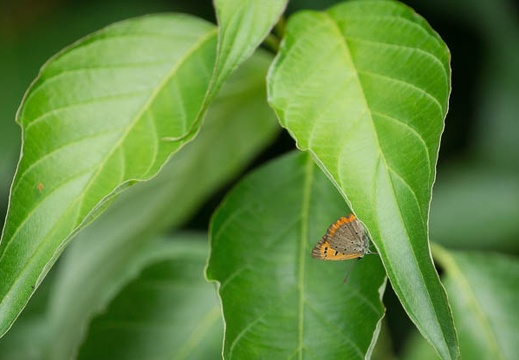 201207151547-DSC05672.jpg