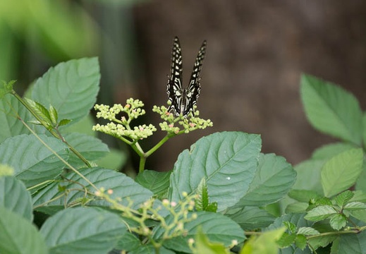 201207151549-DSC05674.jpg