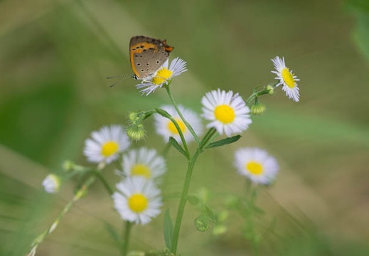 201207151551-DSC05678.jpg