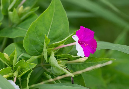201207151624-DSC05714.jpg