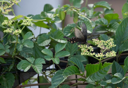 201207151638-DSC05736.jpg