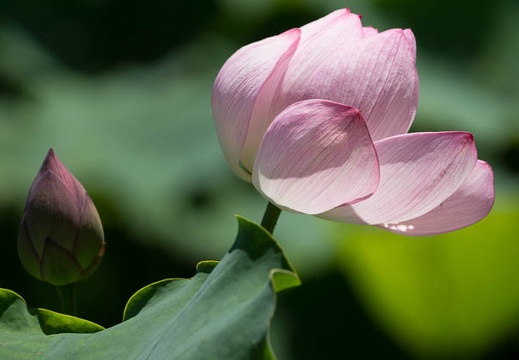 201207171229-DSC05910.jpg