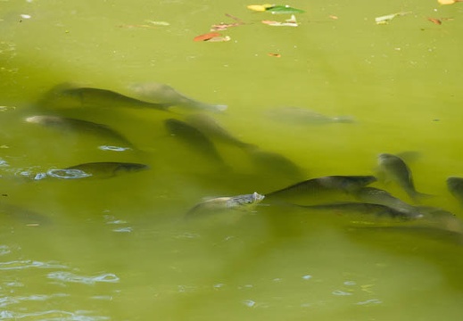 201207171313-DSC05984.jpg