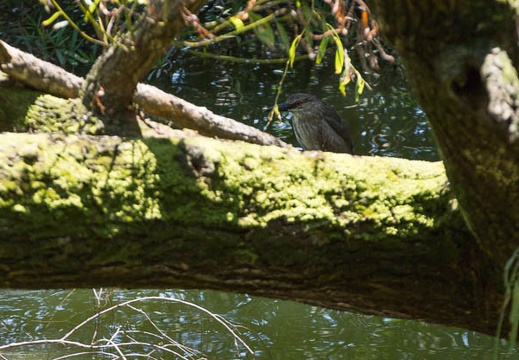 201207171315-DSC05988.jpg