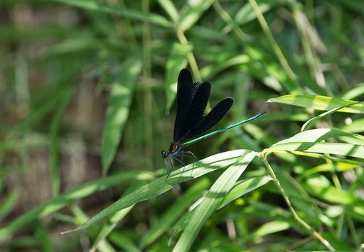 201207171334-DSC06033.jpg