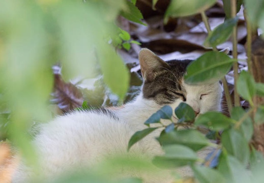 201207171337-DSC06036.jpg