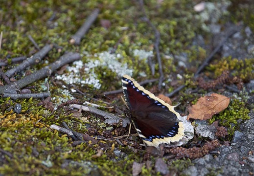 201208050850-DSC06582.jpg