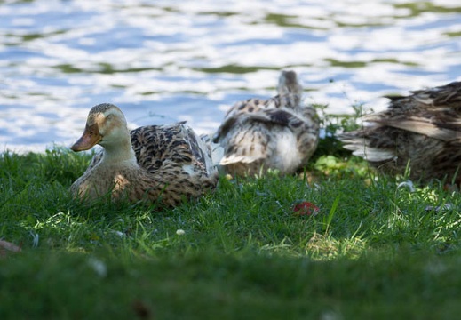 201208051107-DSC06679.jpg