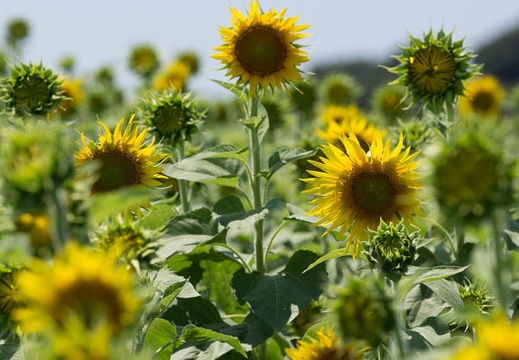 201208081300-DSC06938.jpg