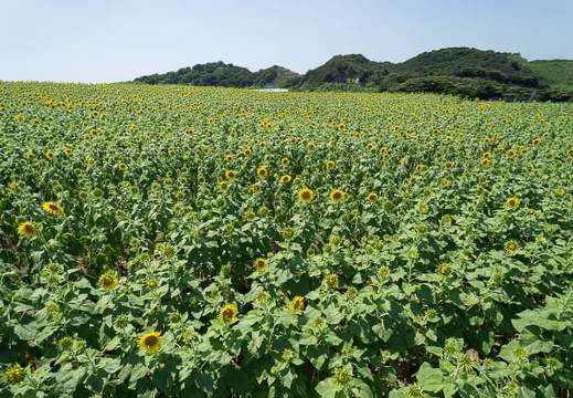 201208081302-DSC09956N.jpg
