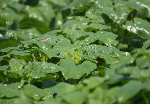 201208081316-DSC06977.jpg
