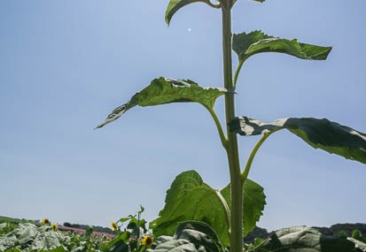 201208081329-DSC09982N.jpg
