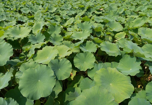 201208211239-DSC07884.jpg