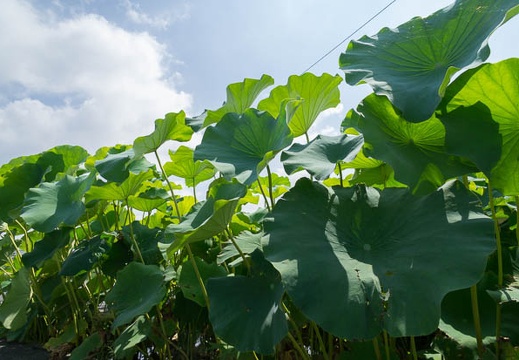 201208211250-DSC00579N.jpg
