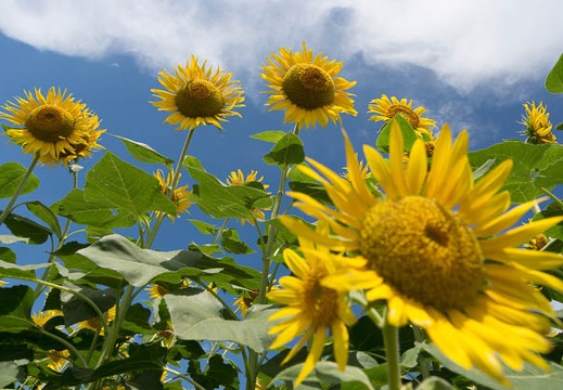 201208221111-DSC08205.jpg
