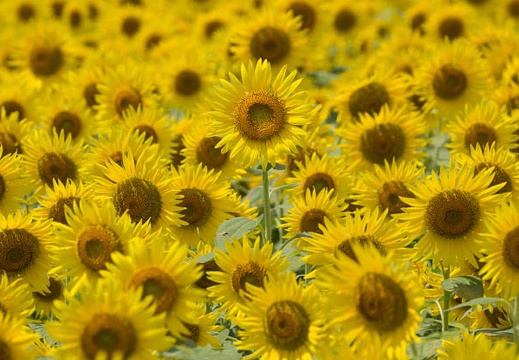 201208221210-DSC08356.jpg