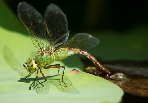 201208241339-DSC08744.jpg