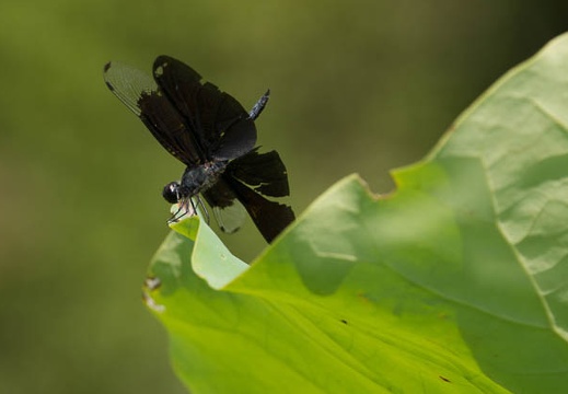 201208241341-DSC08753.jpg