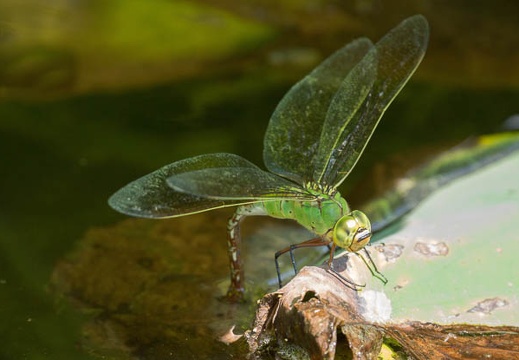 201208241343-DSC08769.jpg