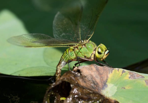 201208241346-DSC08802.jpg