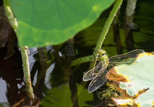 201208241351-DSC08818.jpg