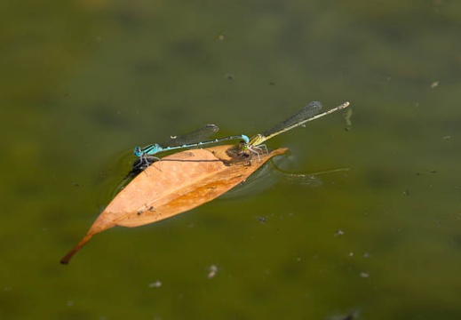 201208241353-DSC08837.jpg