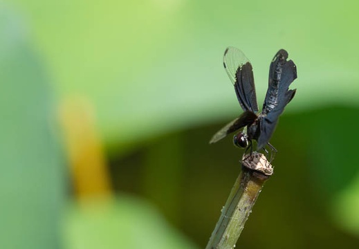 201208241405-DSC08930.jpg