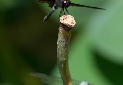 201208241406-DSC08944.jpg