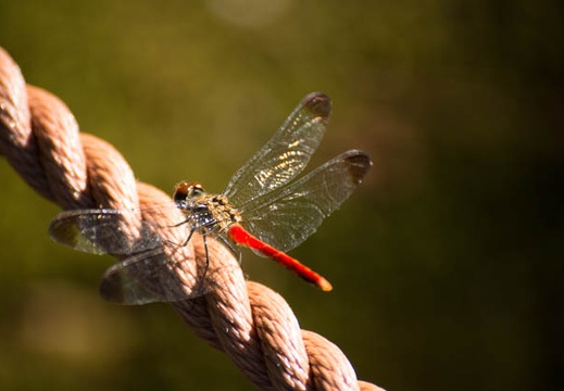 201208251548-DSC09311.jpg