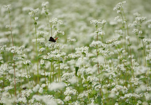 201209050924-DSC09727.jpg