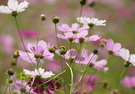 201209050928-DSC09736.jpg