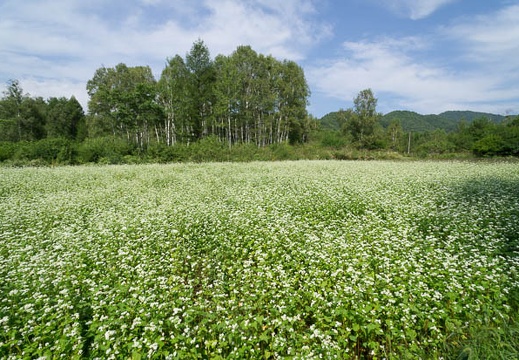 201209050949-DSC01317N.jpg